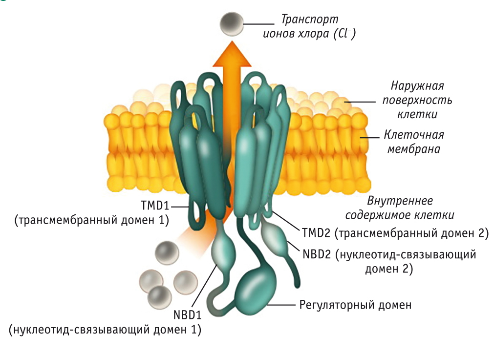 Структура гена CFTR